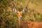 A female impala Aepyceros melampus looking alert, Lake Mburo National Park, Uganda.