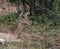 Female Impala, Aepyceros melampus, sitting down