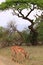 Female impala african tree