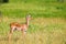 Female impala antelope