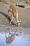 Female impala drinking water at a pond in late afternoon