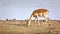 Female impala grazing at the edge of a waterhole