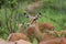 Female Impala grazing on thorn bushes