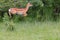 Female Impala Jumping