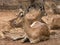 Female impala lying down on dry ground