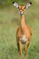 Female Impala Portrait