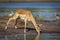 Female impala standing at the edge of Chobe River drinking water in Botswana