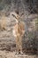 Female impala standing in the savannah.