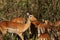 Female impalas