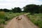 Female Impalas crossing the road in the Tarangire National Park