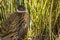 Female impayan monal pheasant, beautiful animal portrait, tropical bird from Asia