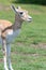 Female Indian antelope antilope cervicapra