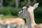 Female Indian antelope antilope cervicapra