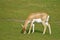 Female Indian antelope grazing