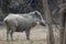 Female Indian boar who stands on a clearing in a small forest on