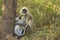 Female Indian Langur Protecting Baby