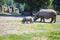 A Female Indian Rhinoceros Walks With A Cub At The Zoo