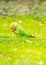 Female Indian ring-necked parakeet in the outdoor