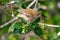 Female Indigo Bunting feeding on berries - 3