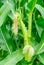 Female inflorescense of maize, Zea mays