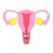 Female internal organ, uterus with menstrual cup.