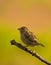 Female Italian Sparrow
