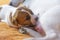 female Jack Russell Terrier feeding a puppy on a peach blanket.