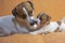 female Jack Russell Terrier and her puppy on a peach blanket.