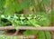 Female Jackson\'s Chameleon lizard, Chama