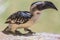 Female Jackson\'s Hornbill - Tockus jacksoni