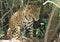 Female Jaguar standing looking alert in the bush