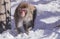 Female japanese macaque, macaca fuscata
