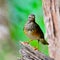 Female Japanese Thrush