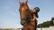 Female jockey horseback caresses brown horse, rider stroking and hugging horse