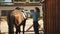 Female Jockey Saddling Up A Dark Brown Horse - Preparing For The Competition