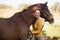 Female jockey standing by horse at barn