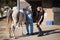 Female jockey talking to vet examining horse hoof