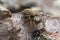 Female jumping spider, Evarcha falcata on pine bark