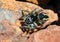 A female jumping spider on rock