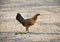 Female Jungle Fowl