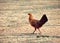 Female Jungle Fowl