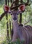 Female juvenile greater kudu portrait