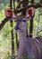 Female juvenile greater kudu portrait