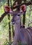 Female juvenile greater kudu portrait