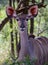 Female juvenile greater kudu portrait