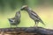 female and juvenile Hawfinch Coccothraustes coccothraustes on a branch