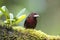 Female or juvenile Silver-beaked tanager, Ramphocelus carbo