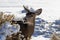 Female Kaibab deer mule deer feeding in winter. Mouth open; snow in background.