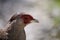 The female Kalij pheasant (Lophura Leucomelanos)