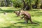 Female kangaroo with baby joey in pouch and kangaroos chilling on grass